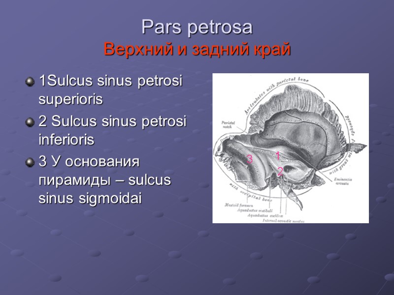 Pars petrosa  Верхний и задний край 1Sulcus sinus petrosi superioris 2 Sulcus sinus